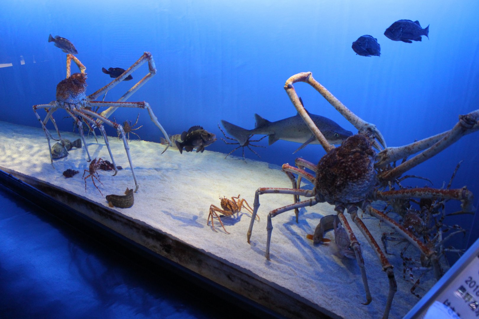 Japanese spider crab