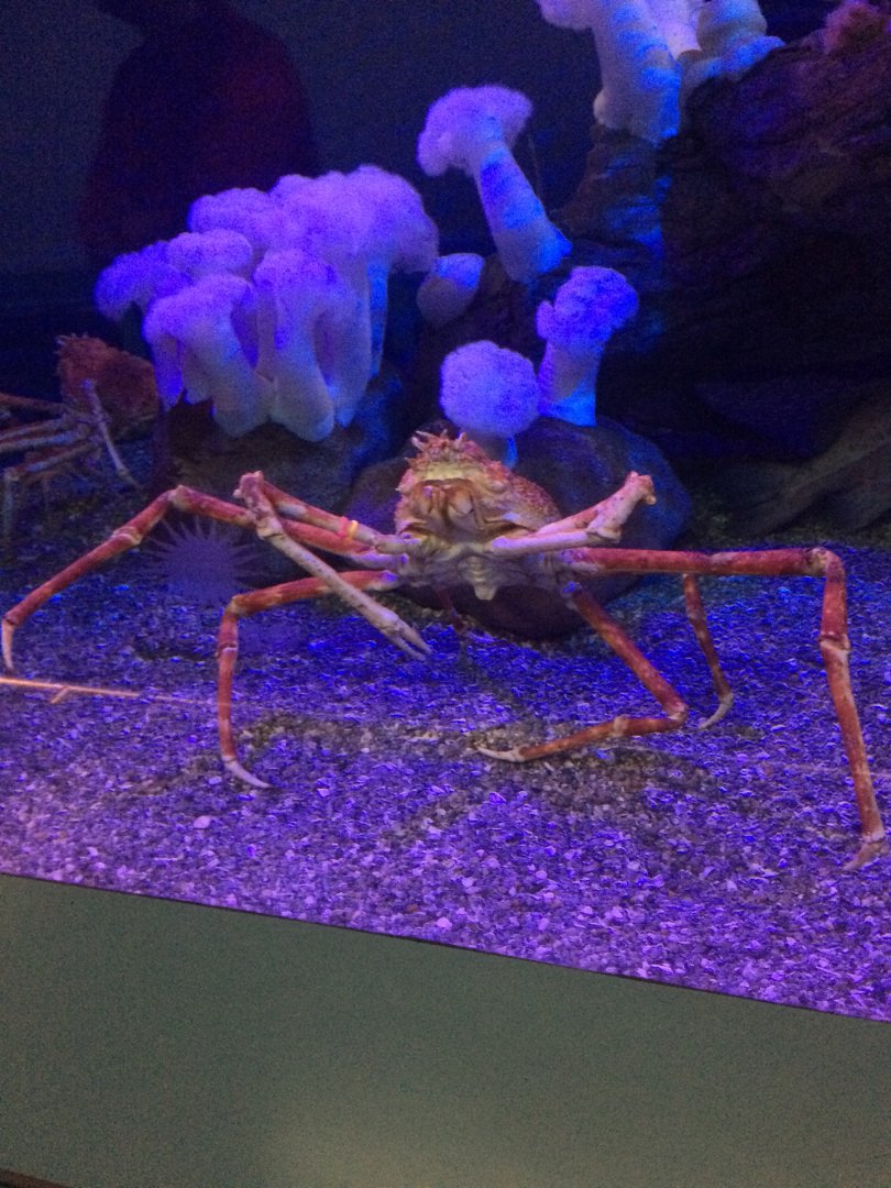 Japanese Spider Crab