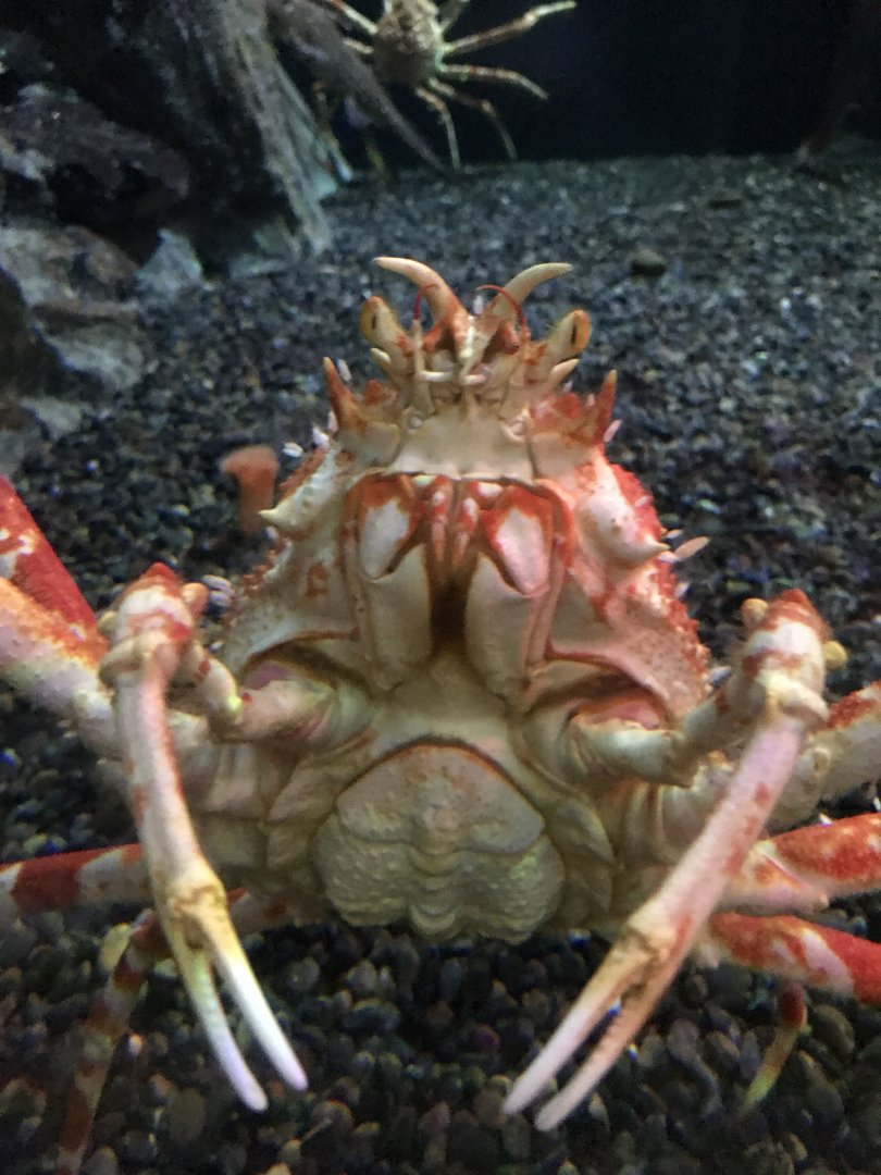 Japanese spider crab