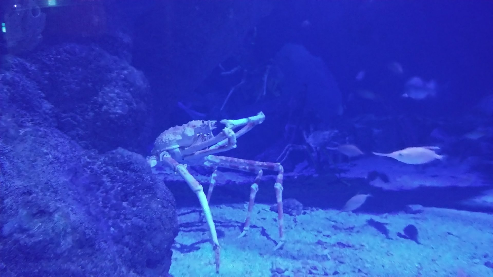 Japanese spider crab