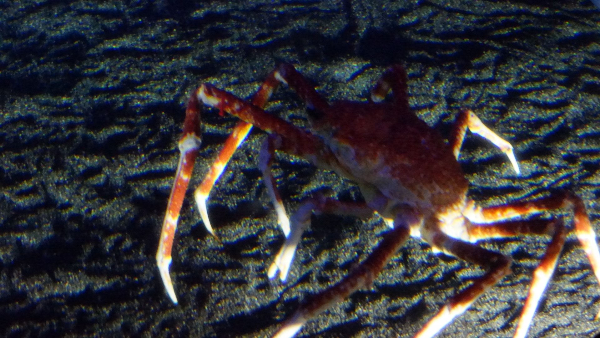Japanese Spider Crab