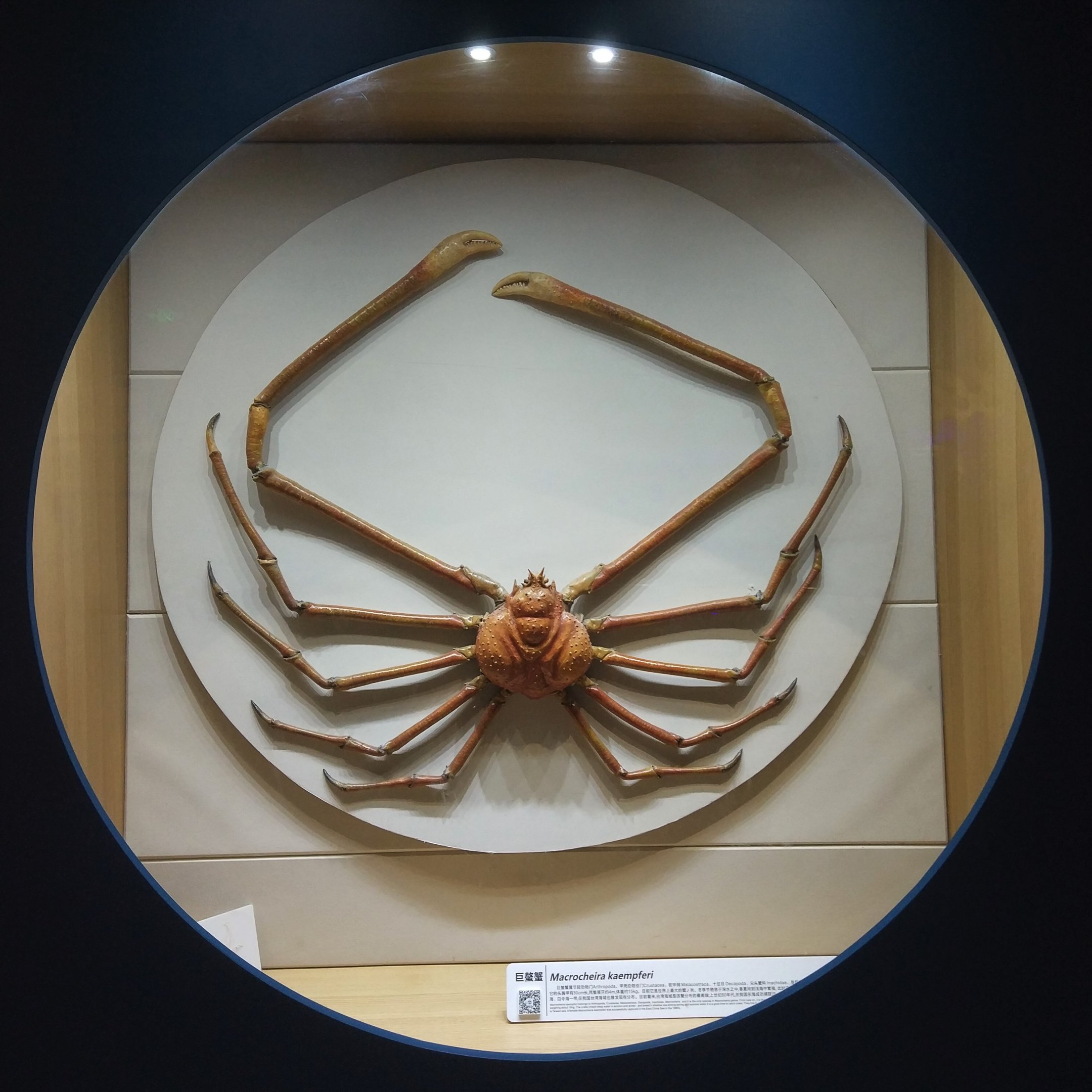Japanese Spider Crab