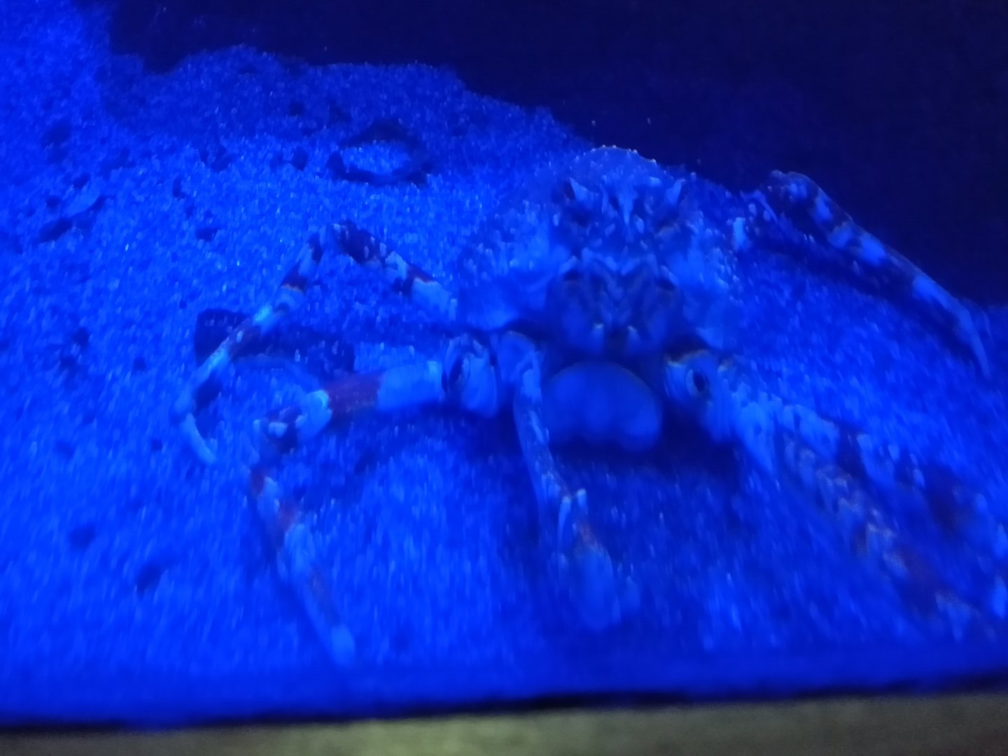 Japanese spider crab