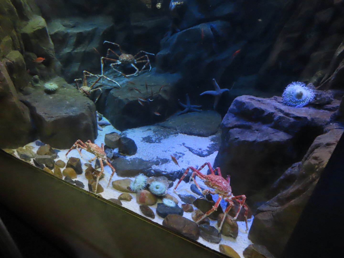 Japanese spider crab