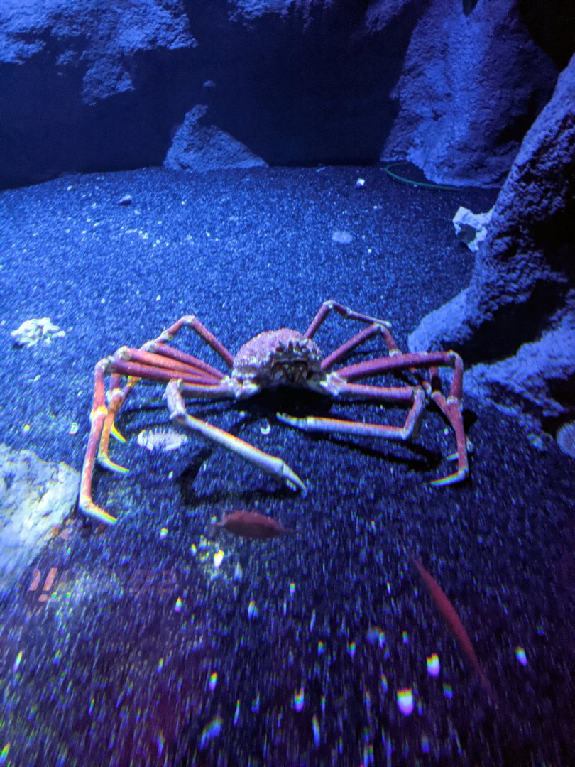 Japanese Spider Crab