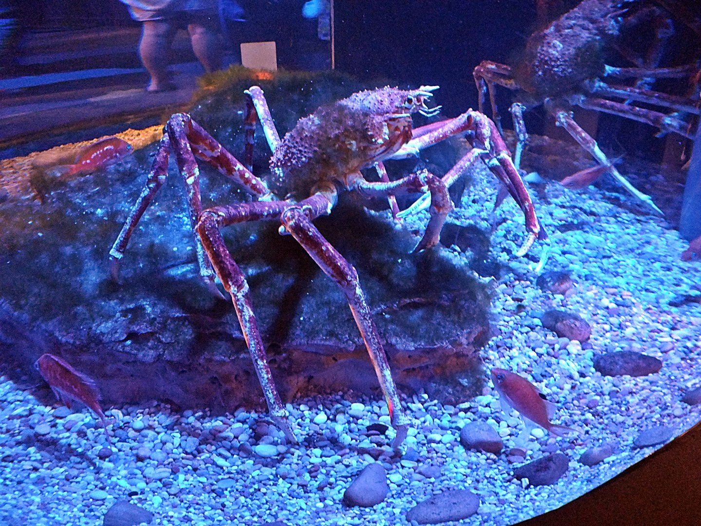 Japanese spider crab