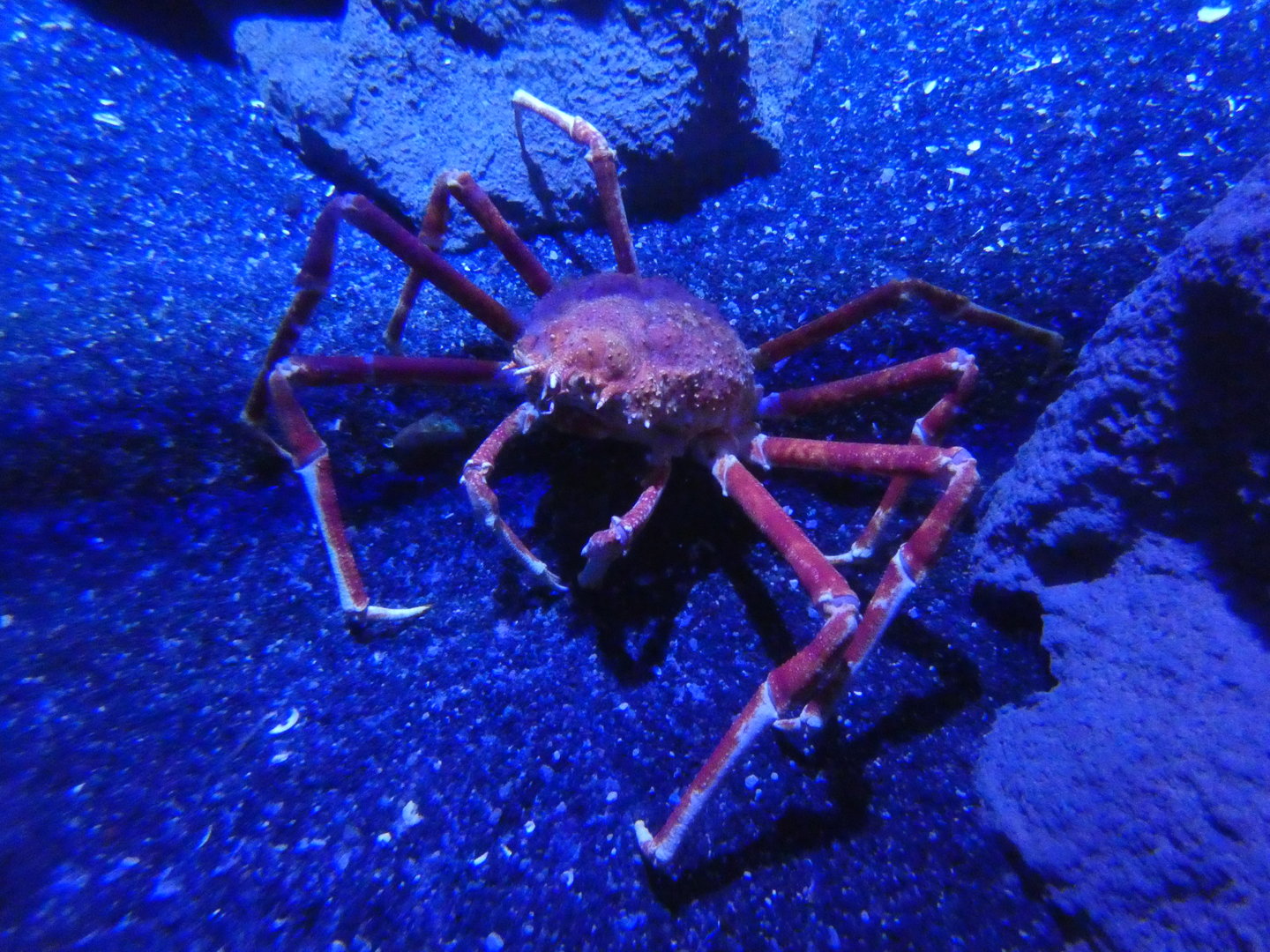 Japanese spider crab