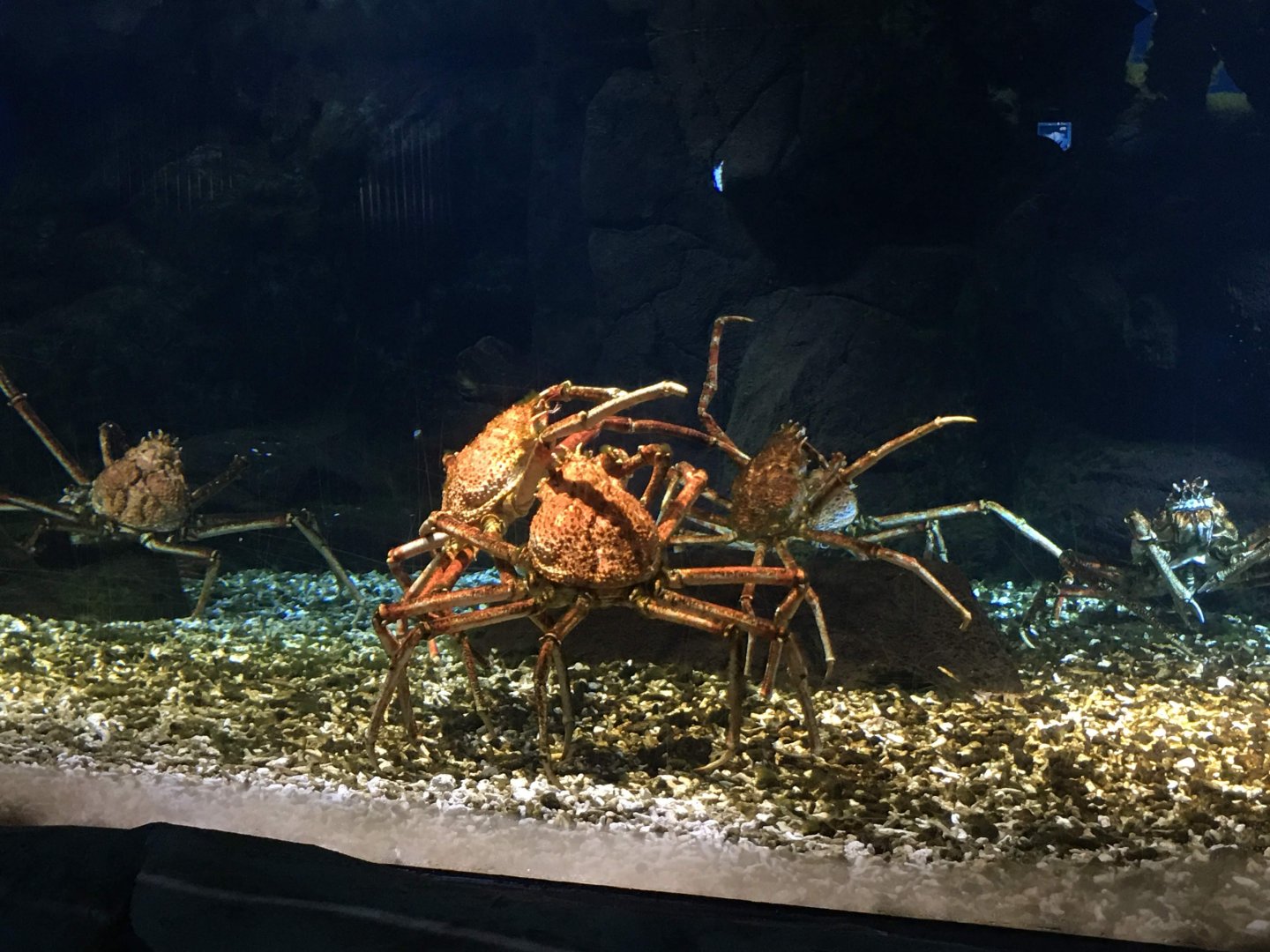 Japanese Spider Crab