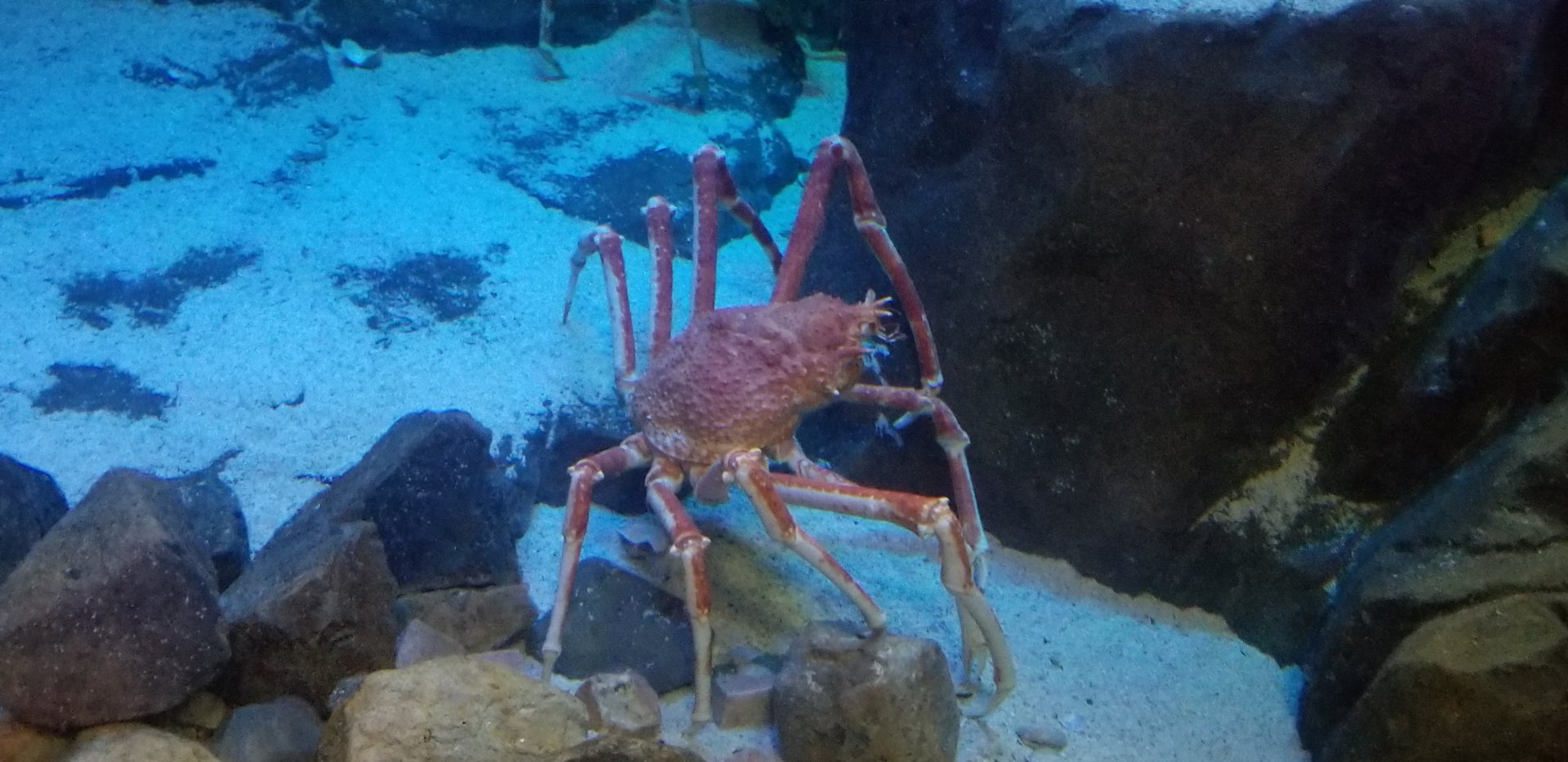 Japanese Spider Crab