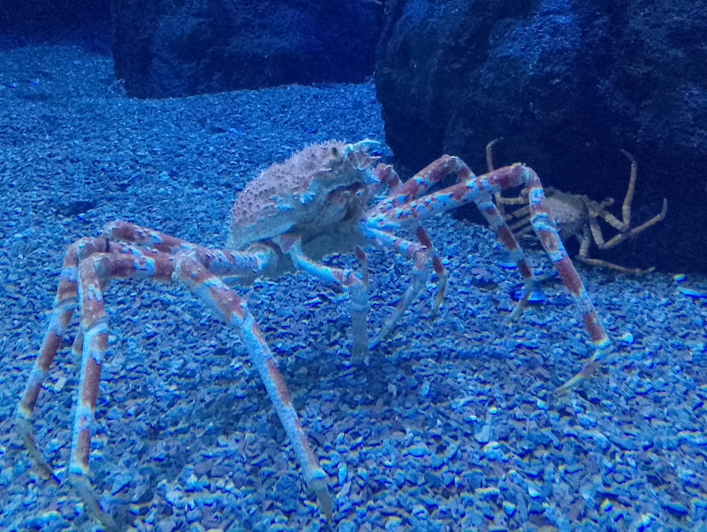 Japanese spider crab