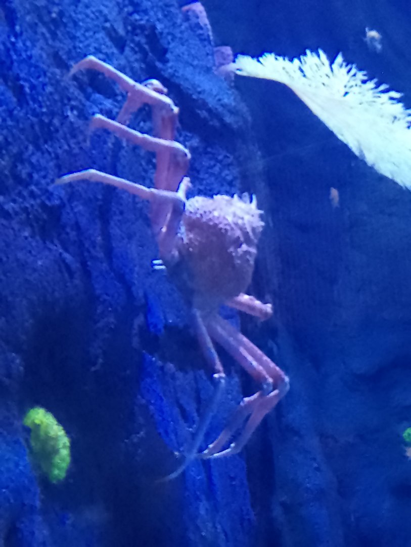 Japanese spider crab