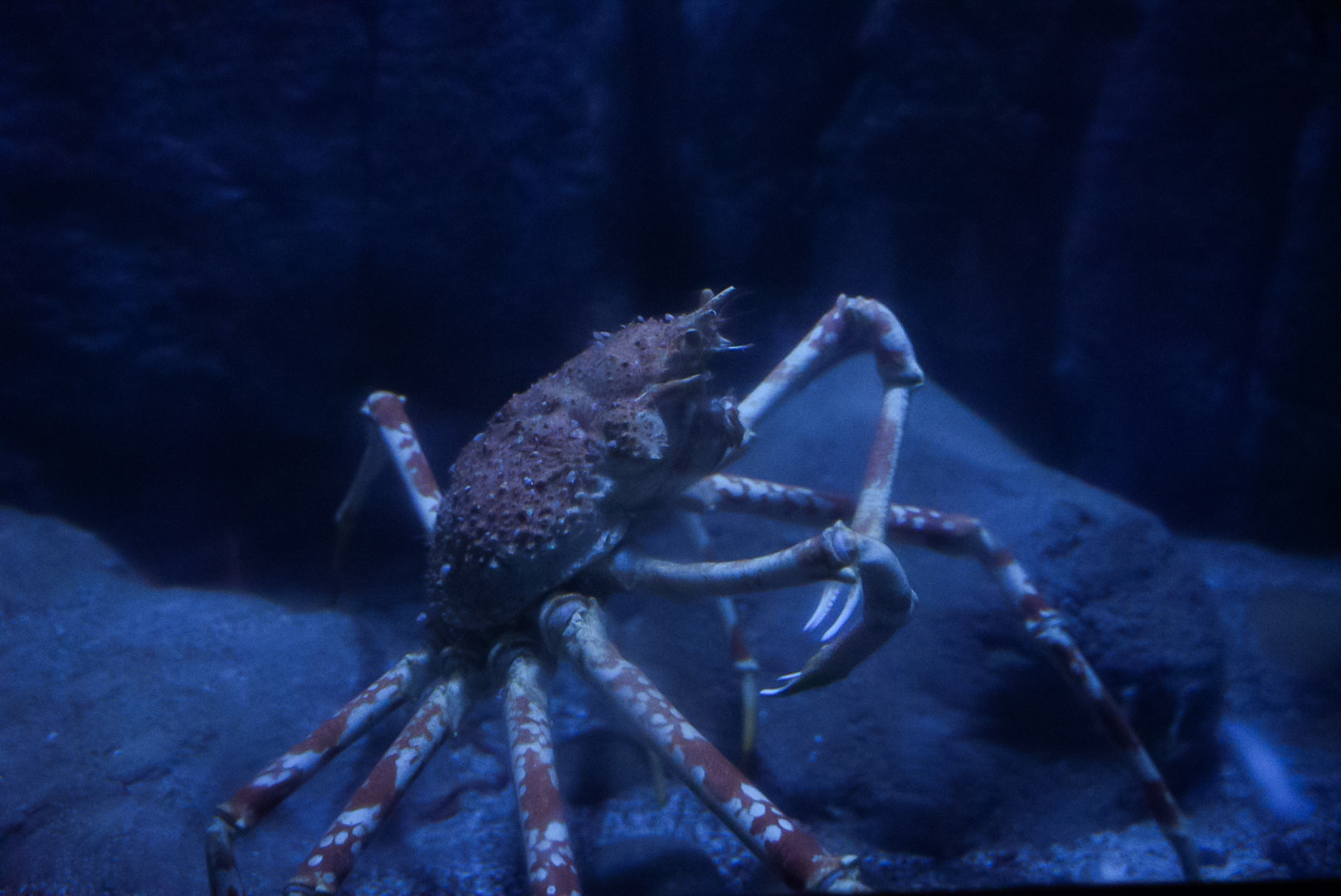 Japanese Spider Crab