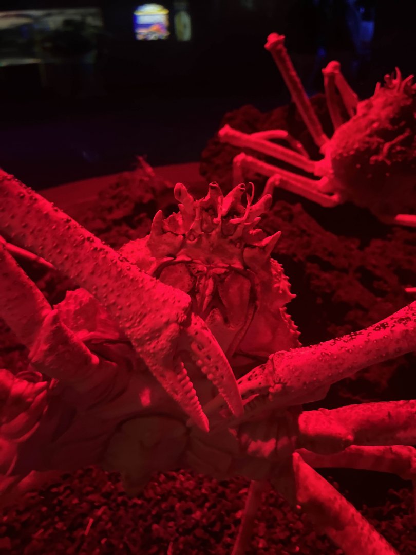 Japanese spider crab