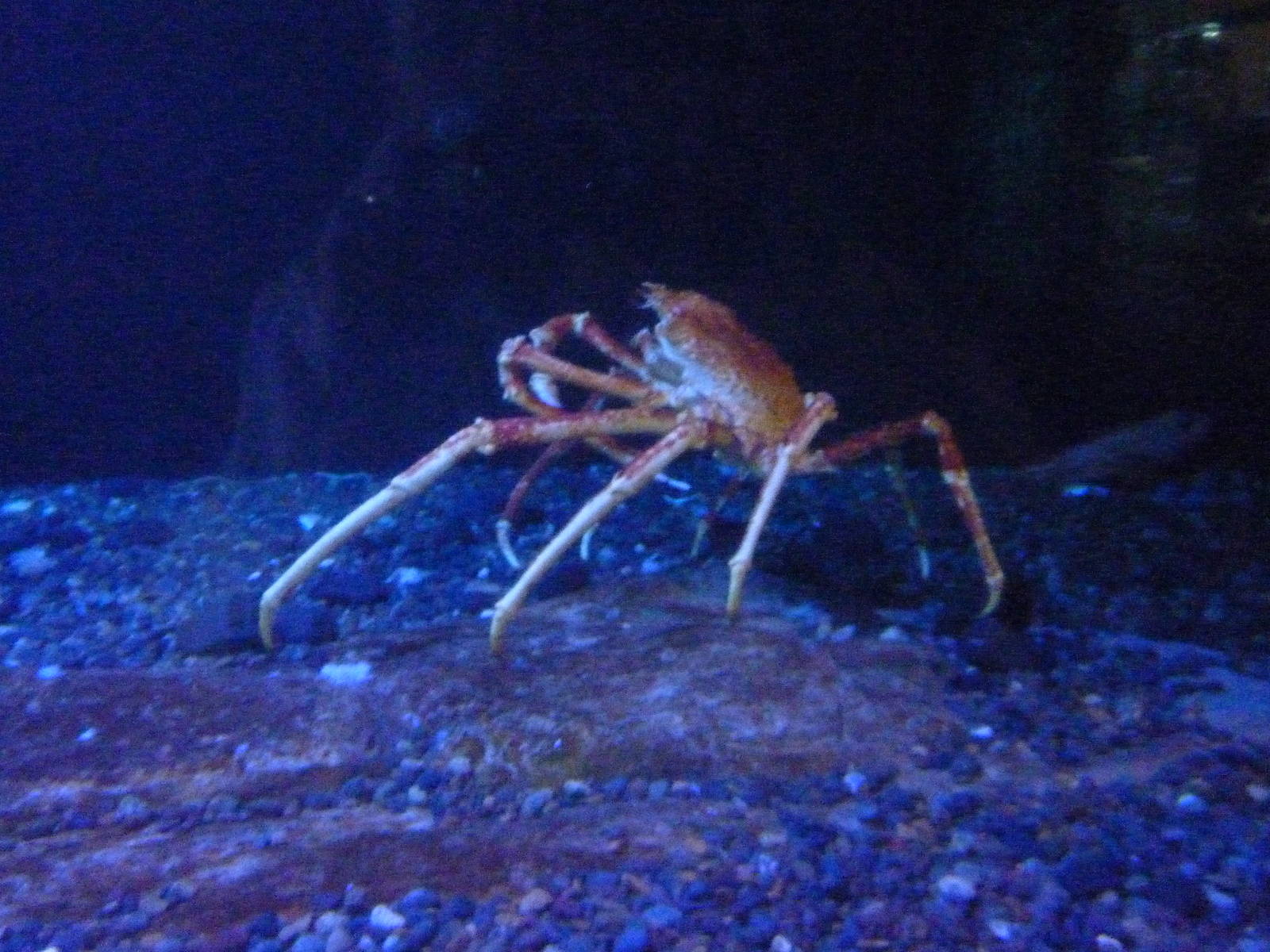 Japanese Spider Crab