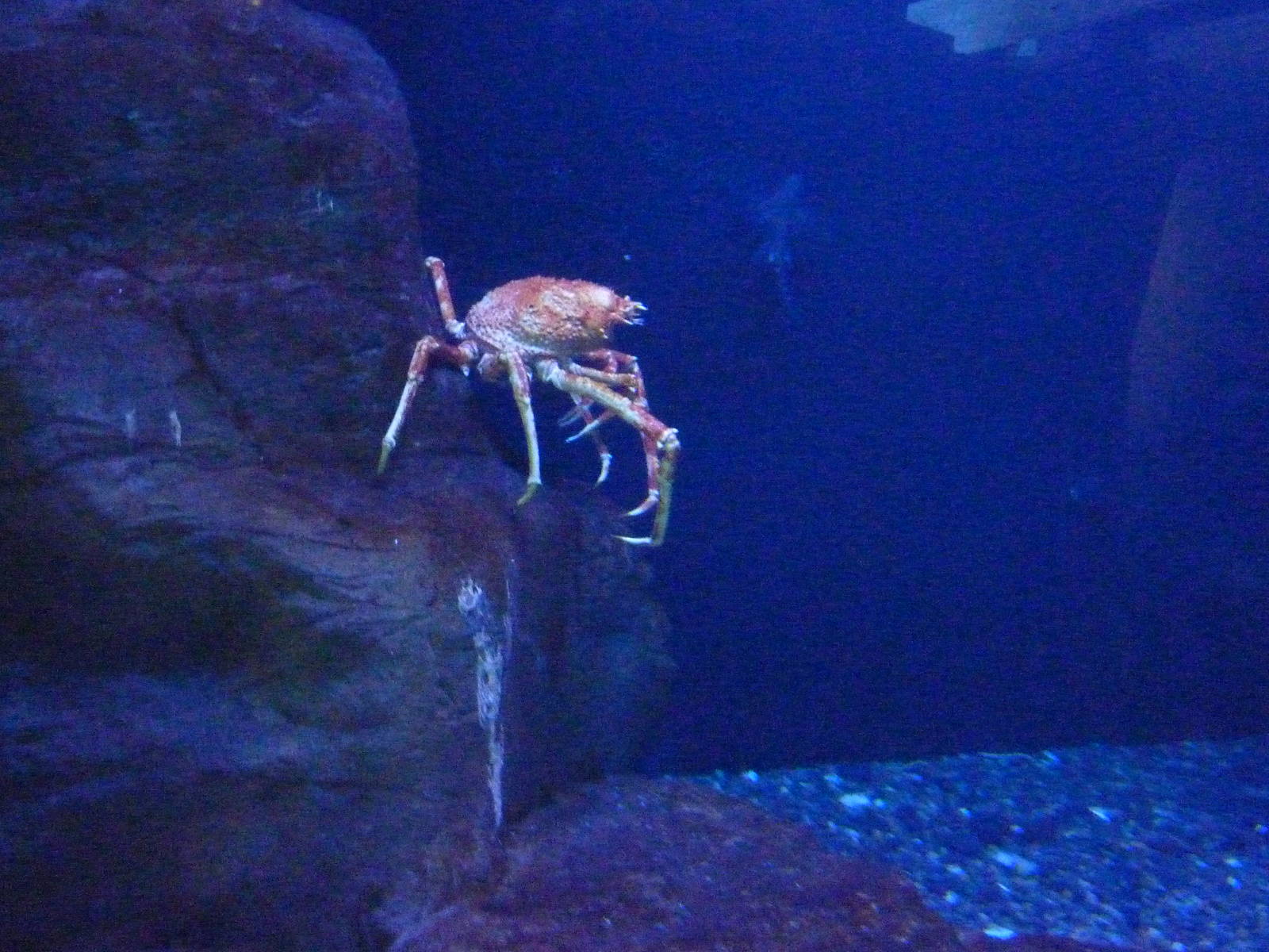 Japanese Spider Crab