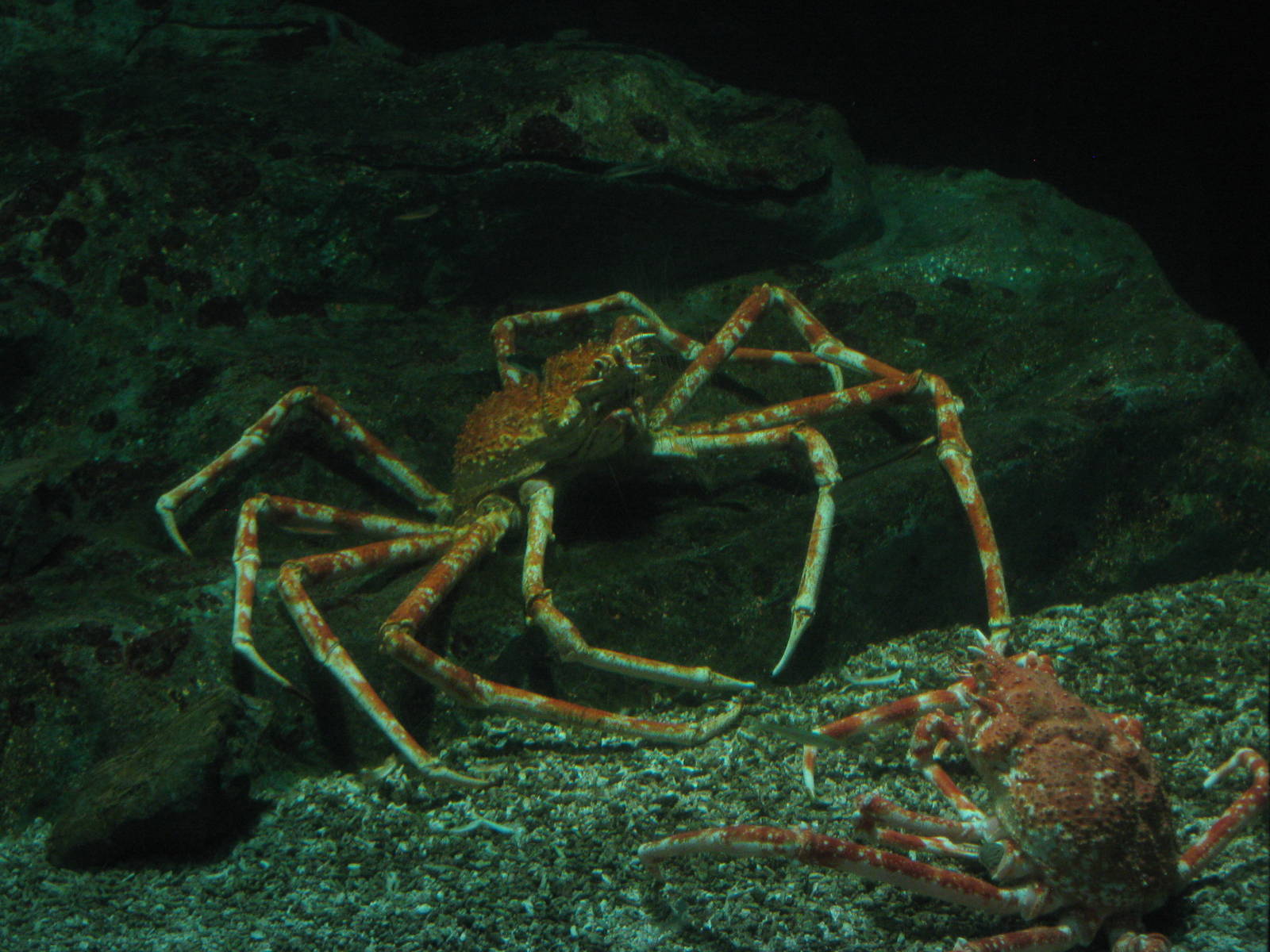 Japanese spider crabs (Macrocheira kaempferi)