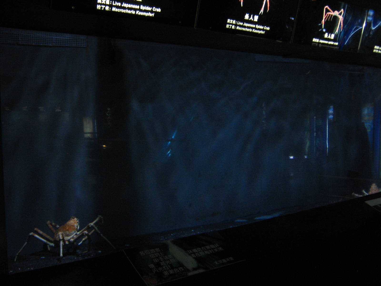 Japanese spider crabs (Macrocheira kaempferi)