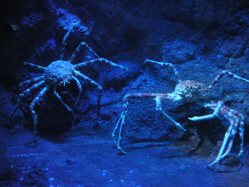 Japanese Spider Crabs, UnderwaterWorld Singapore