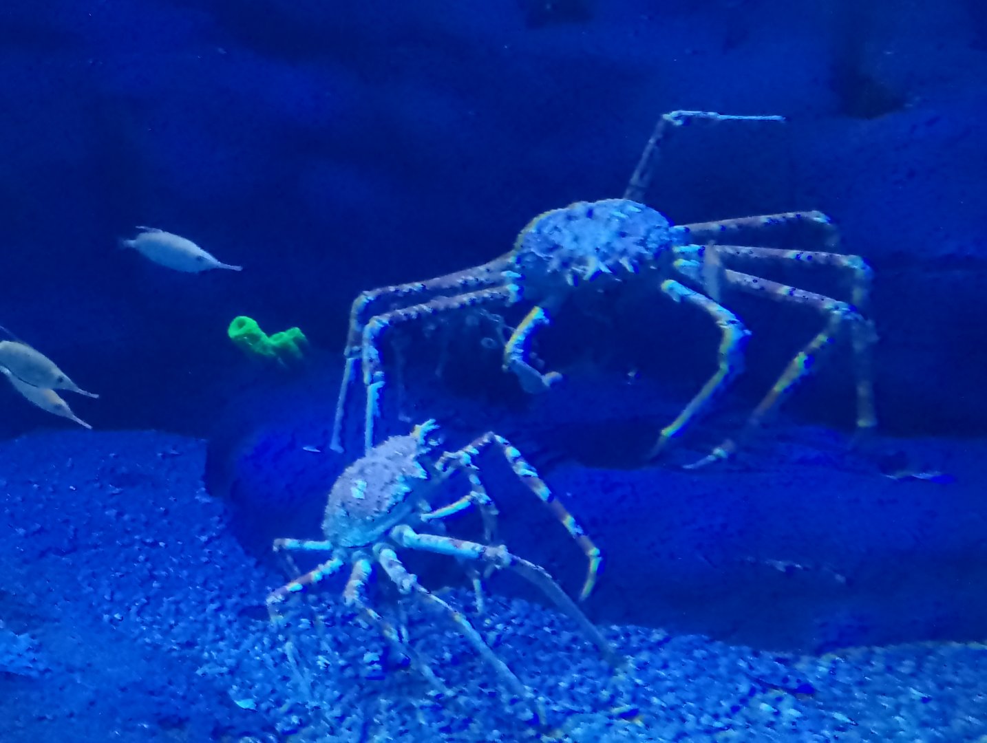 Japanese spider crabs