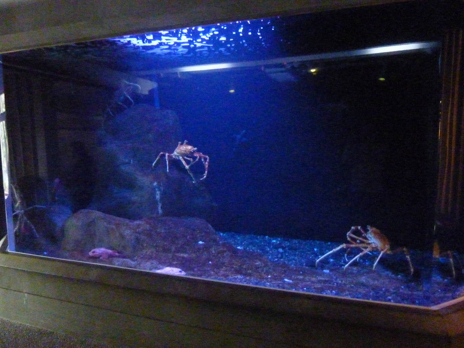Japanese Spider Crabs