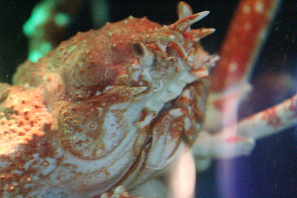 Japanese Spidercrab head