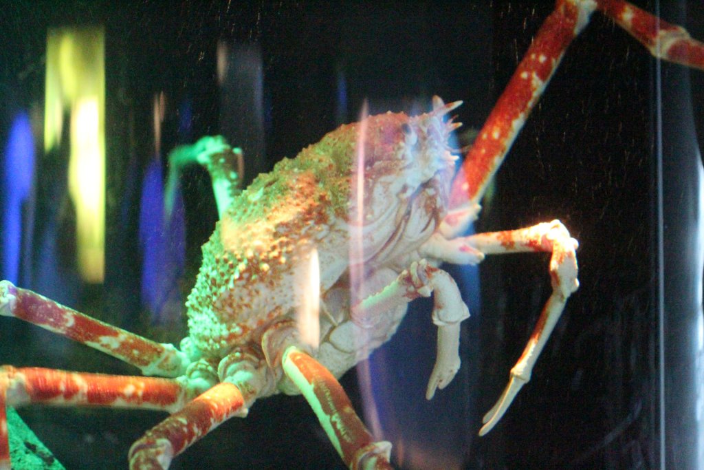 Japanese Spidercrab