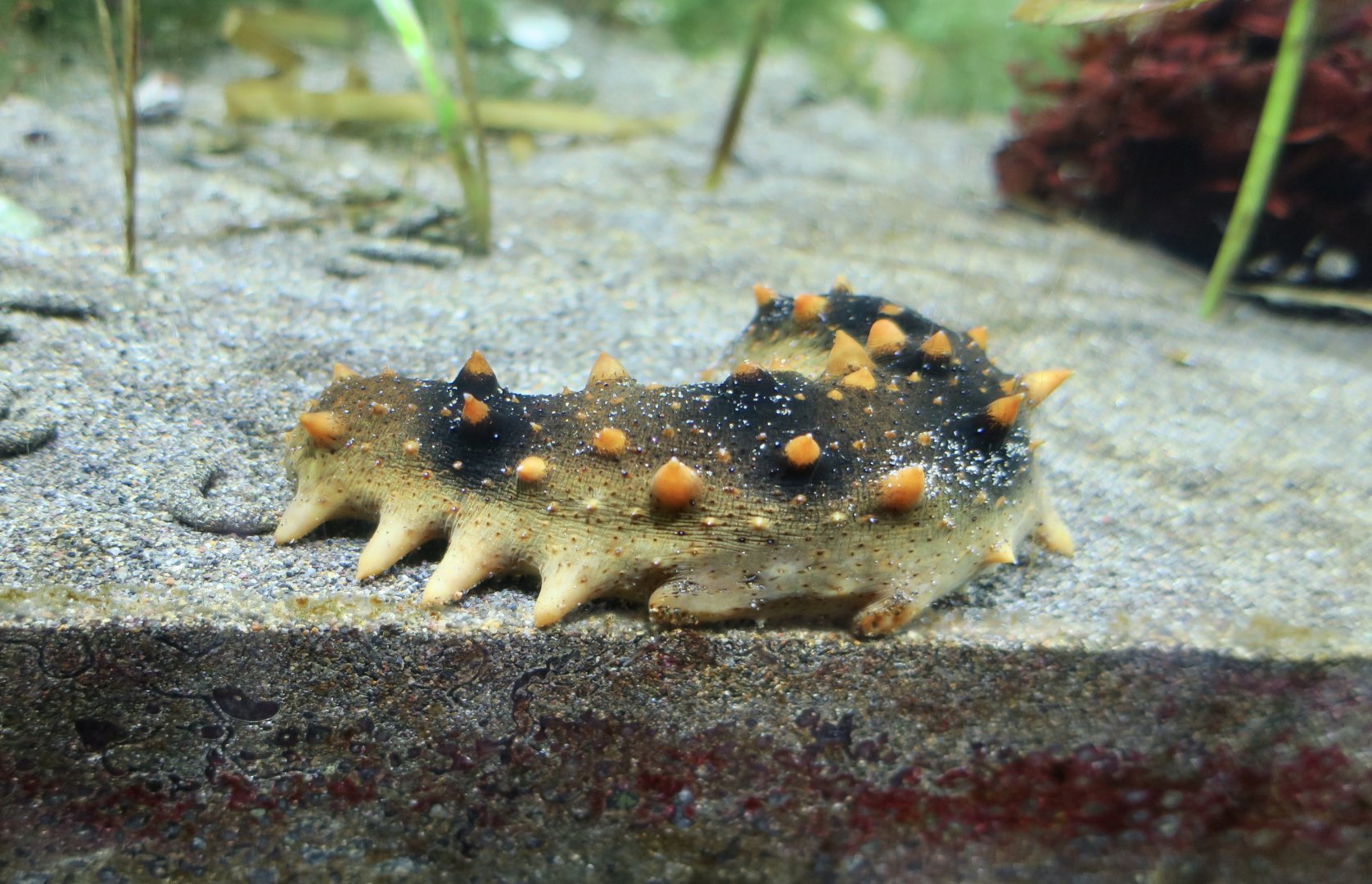 Japanese Spiky Sea Cucumber (Apostichopus japonicus)
