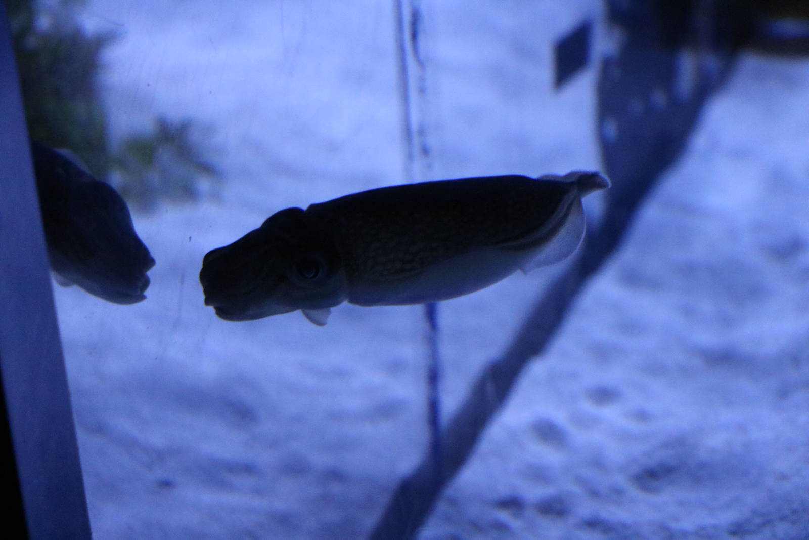 Japanese spineless cuttlefish, February 2016