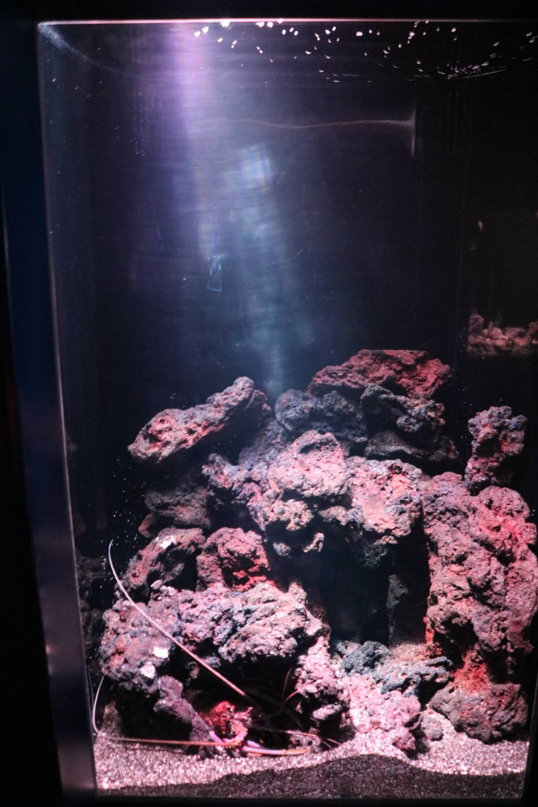 Japanese spiny lobster tank, February 2016