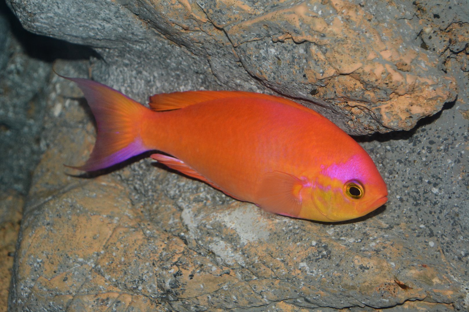 Japanese splendid perch (Callanthias japonicus)