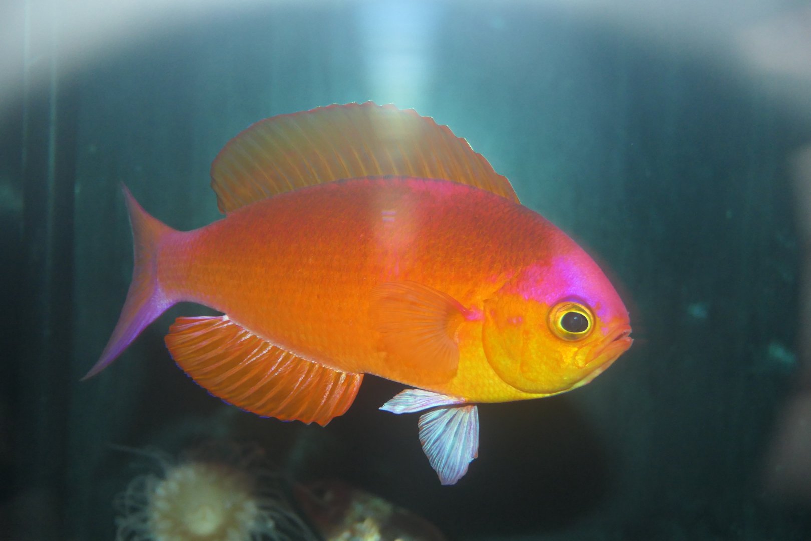 Japanese Splendid-perch (Callanthias japonicus)