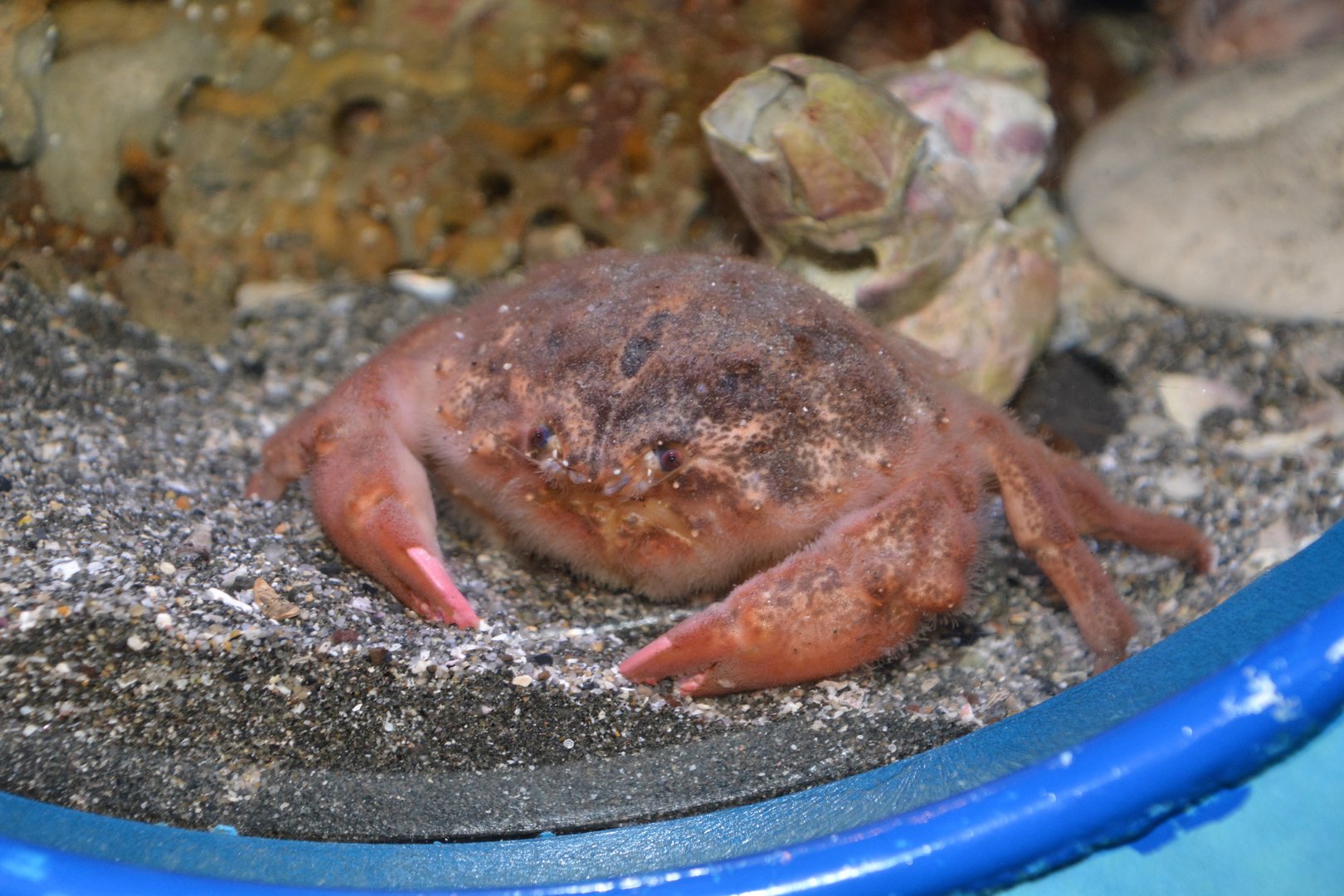 Japanese sponge crab (Lauridromia dehaani)