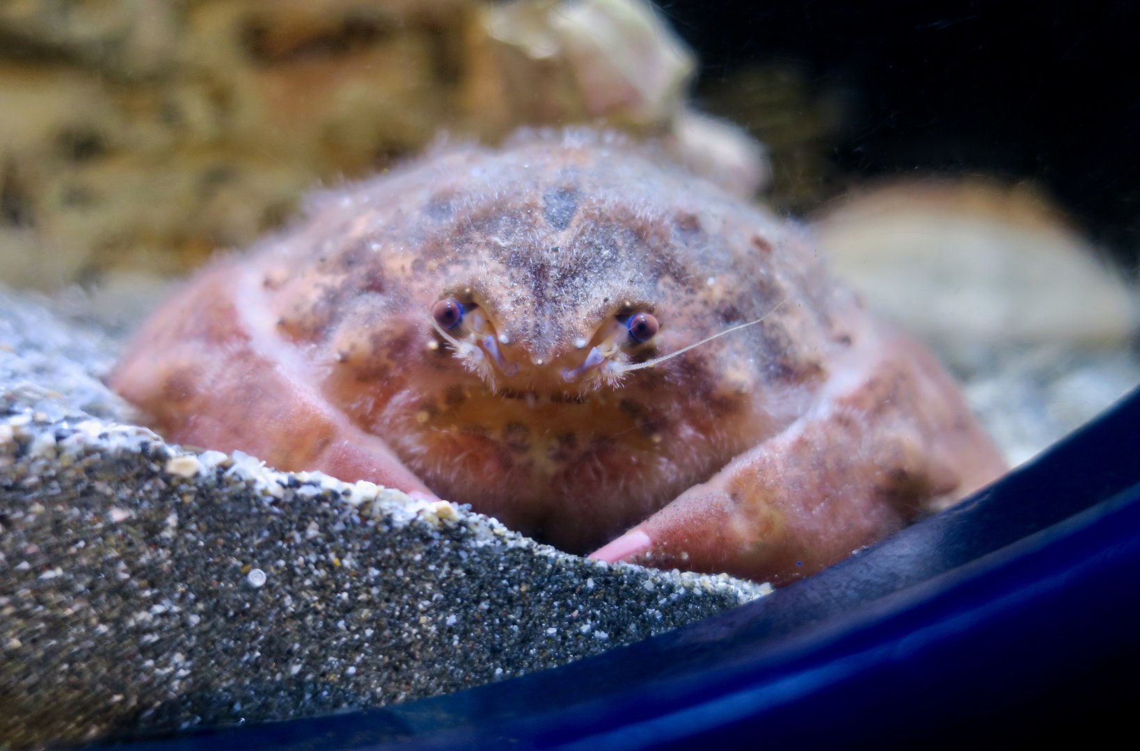 Japanese Sponge Crab (Lauridromia dehaani)