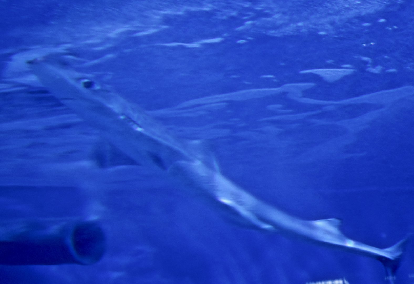 Japanese Spurdog (Squalus japonicus)