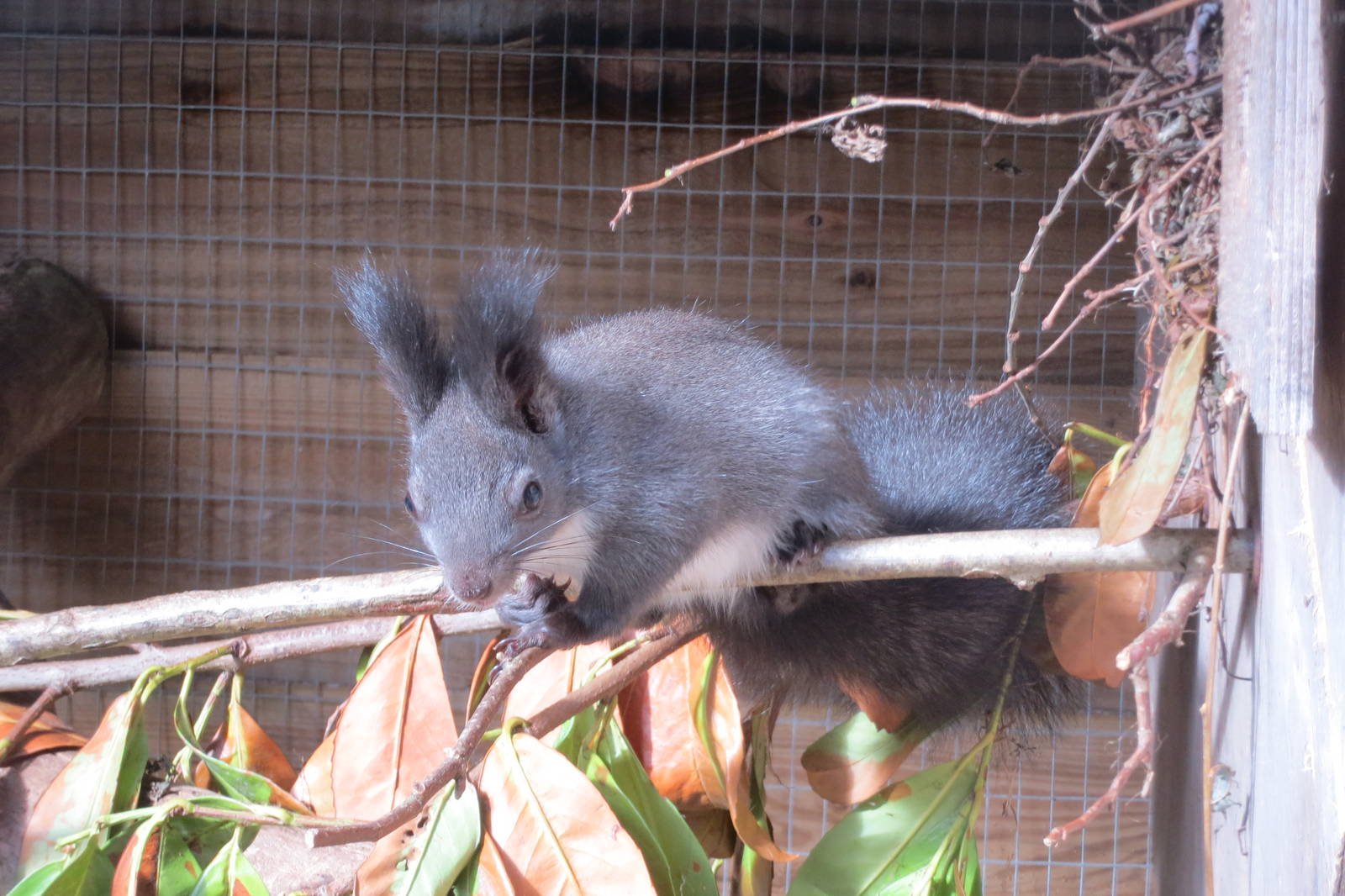 Japanese Squirrel 10/14