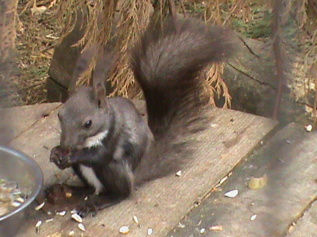 Japanese squirrel 300411