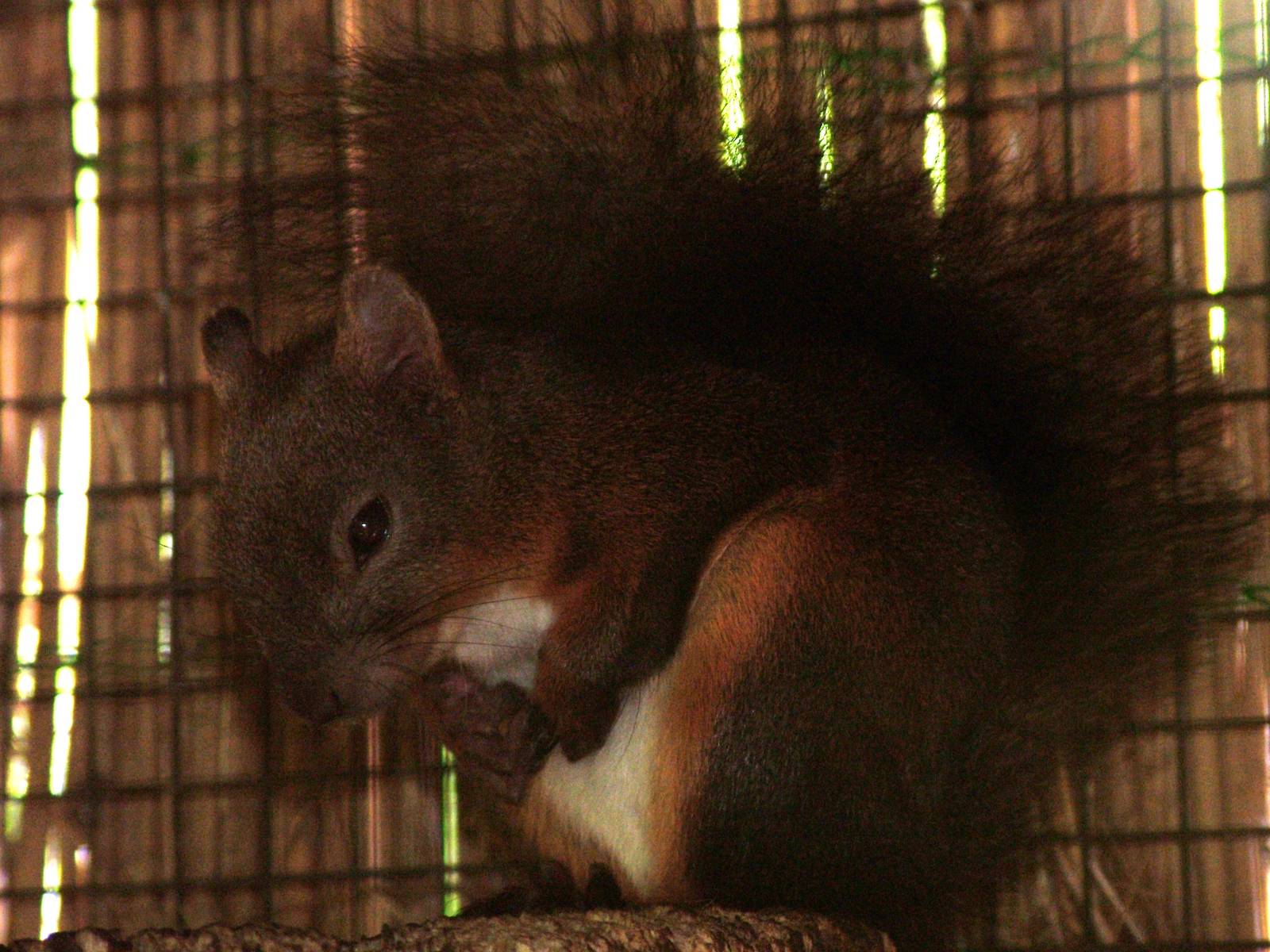 Japanese Squirrel at Best, 02/06/12
