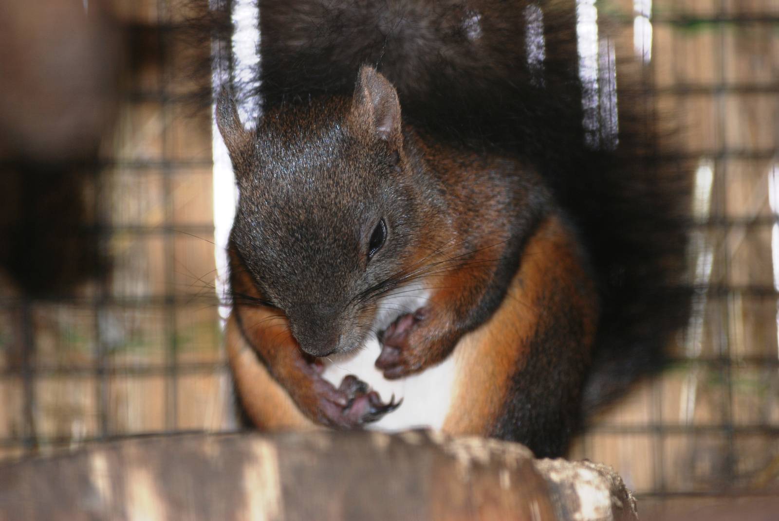 Japanese Squirrel at Best, 02/06/12