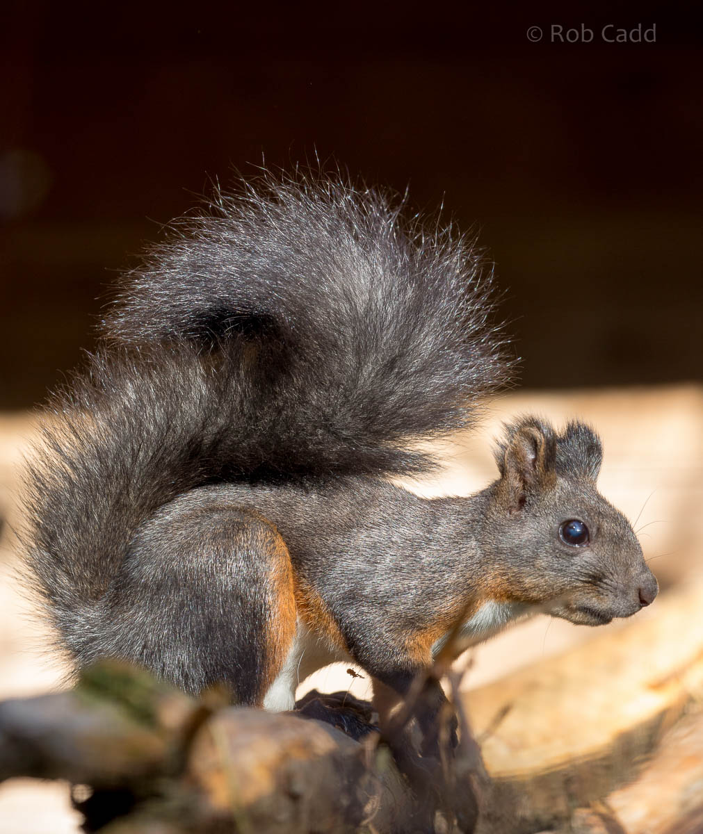 Japanese squirrel : Axe Valley : 22 Sep 2015