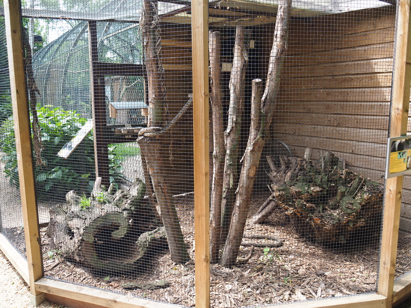 Japanese squirrel exhibit, 2019-05-25