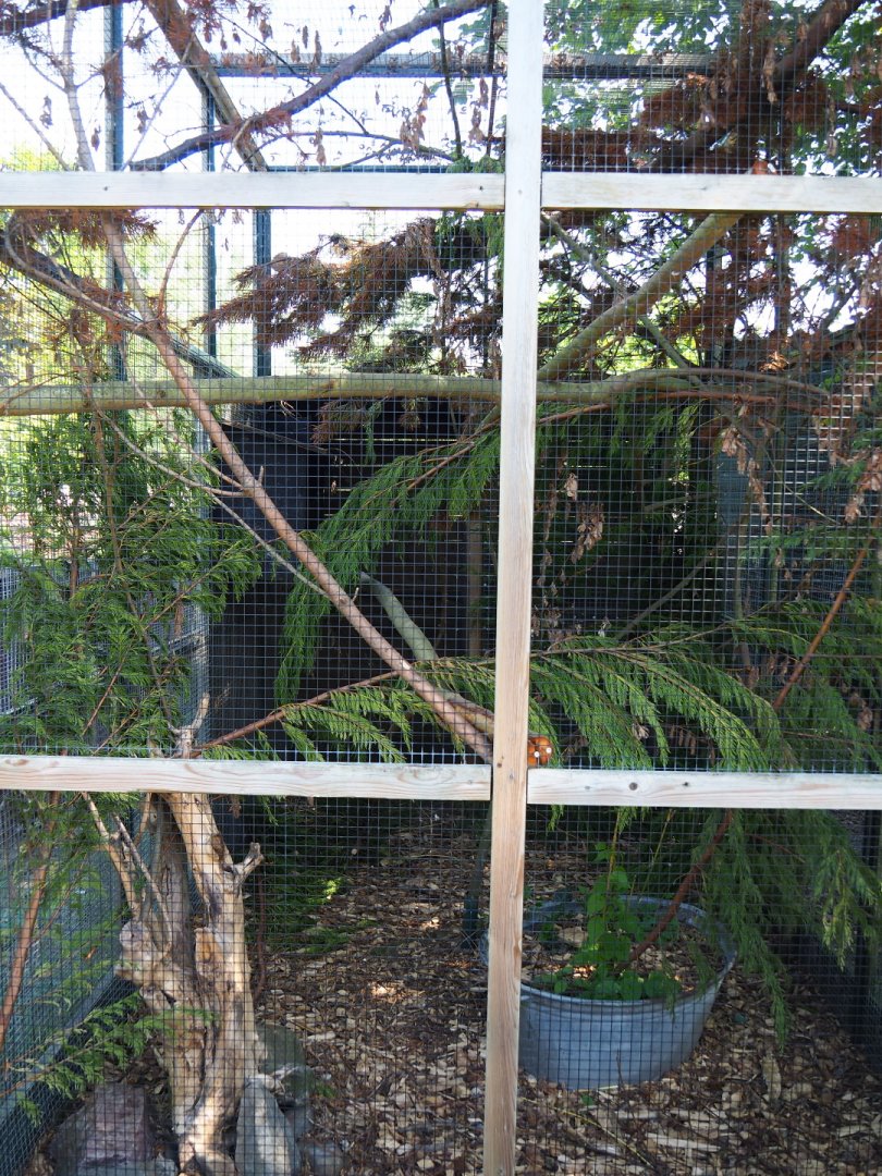 Japanese squirrel exhibit, 2019-06-01