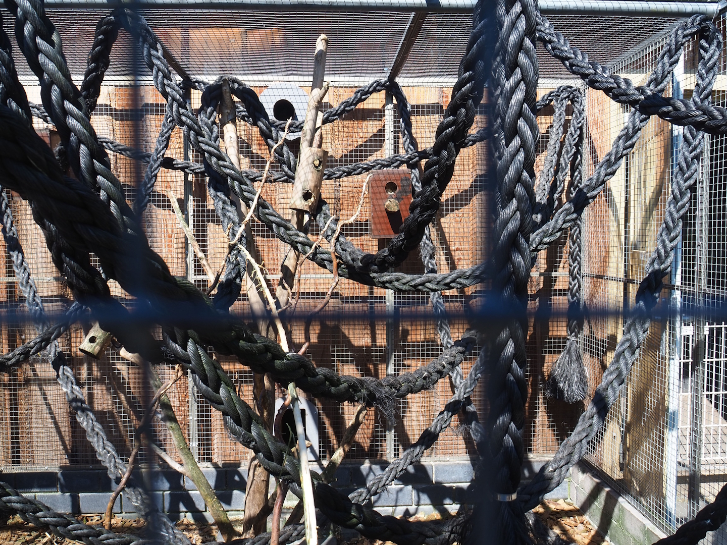 Japanese squirrel exhibit, 2023-05-31