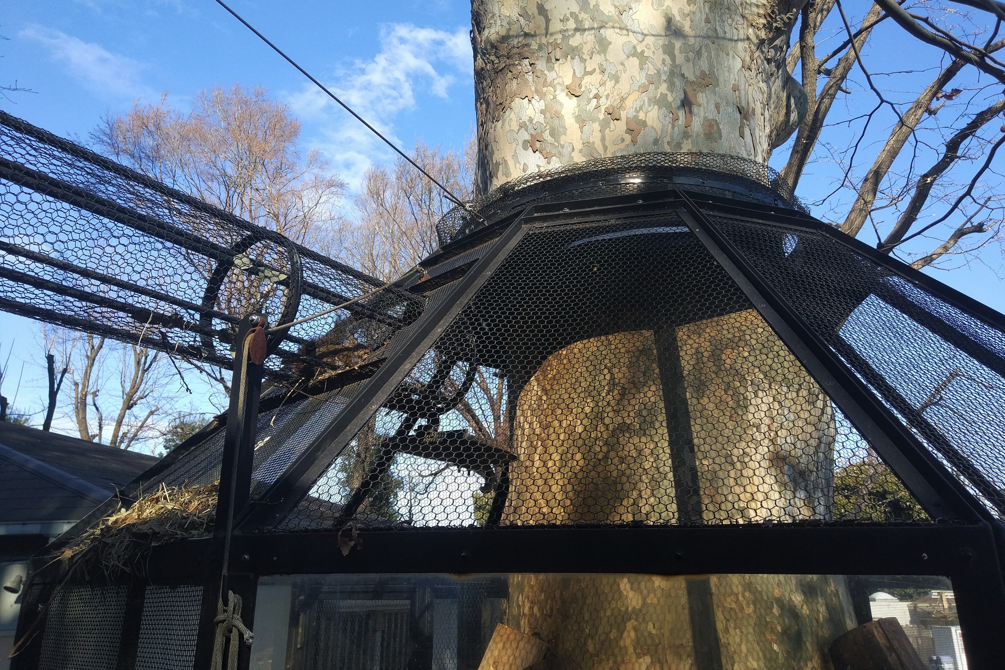Japanese Squirrel Exhibit
