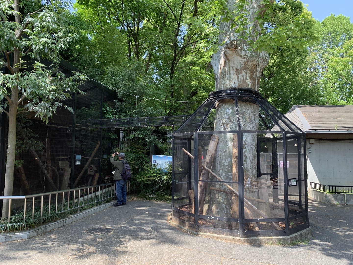 Japanese Squirrel Exhibit