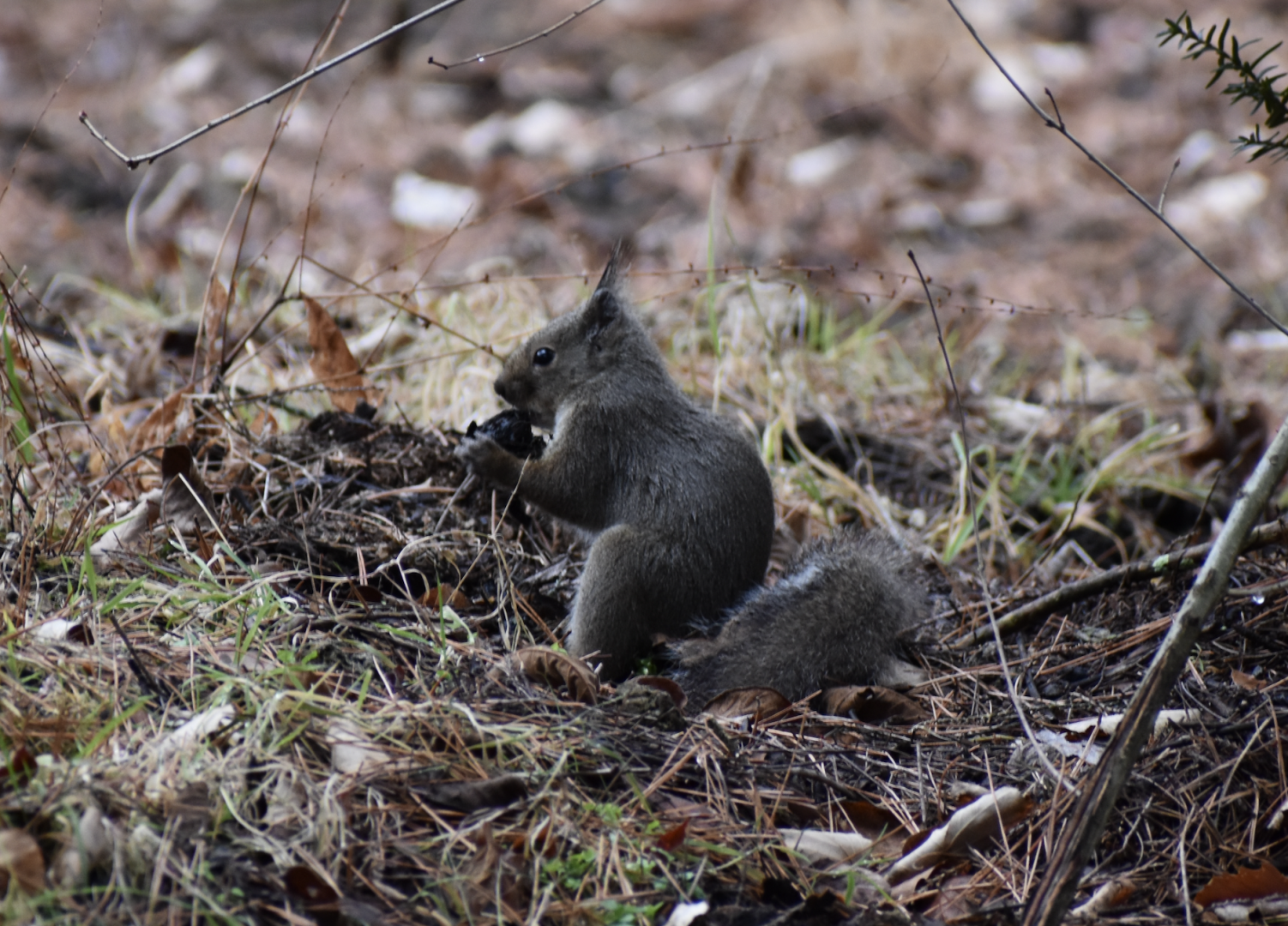 Japanese Squirrel ~ Karuizawa