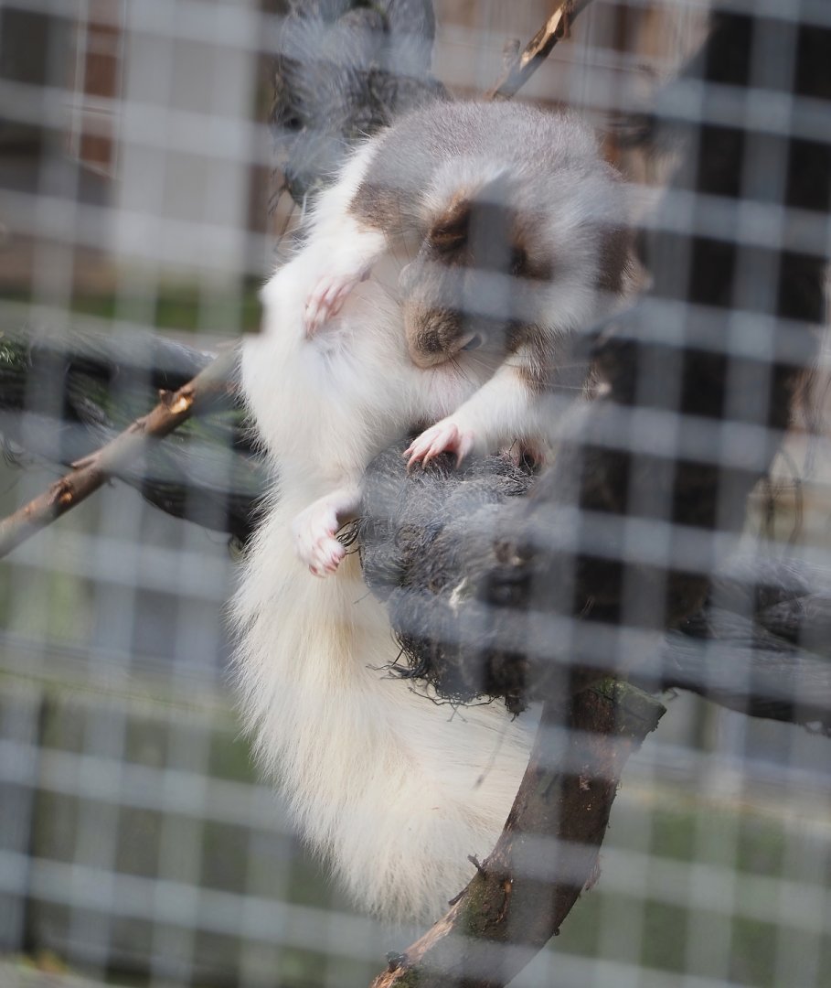 Japanese squirrel (Sciurus lis), 2024-04-14