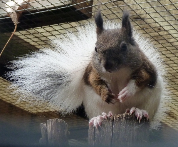 Japanese squirrel (Sciurus lis) breeding form
