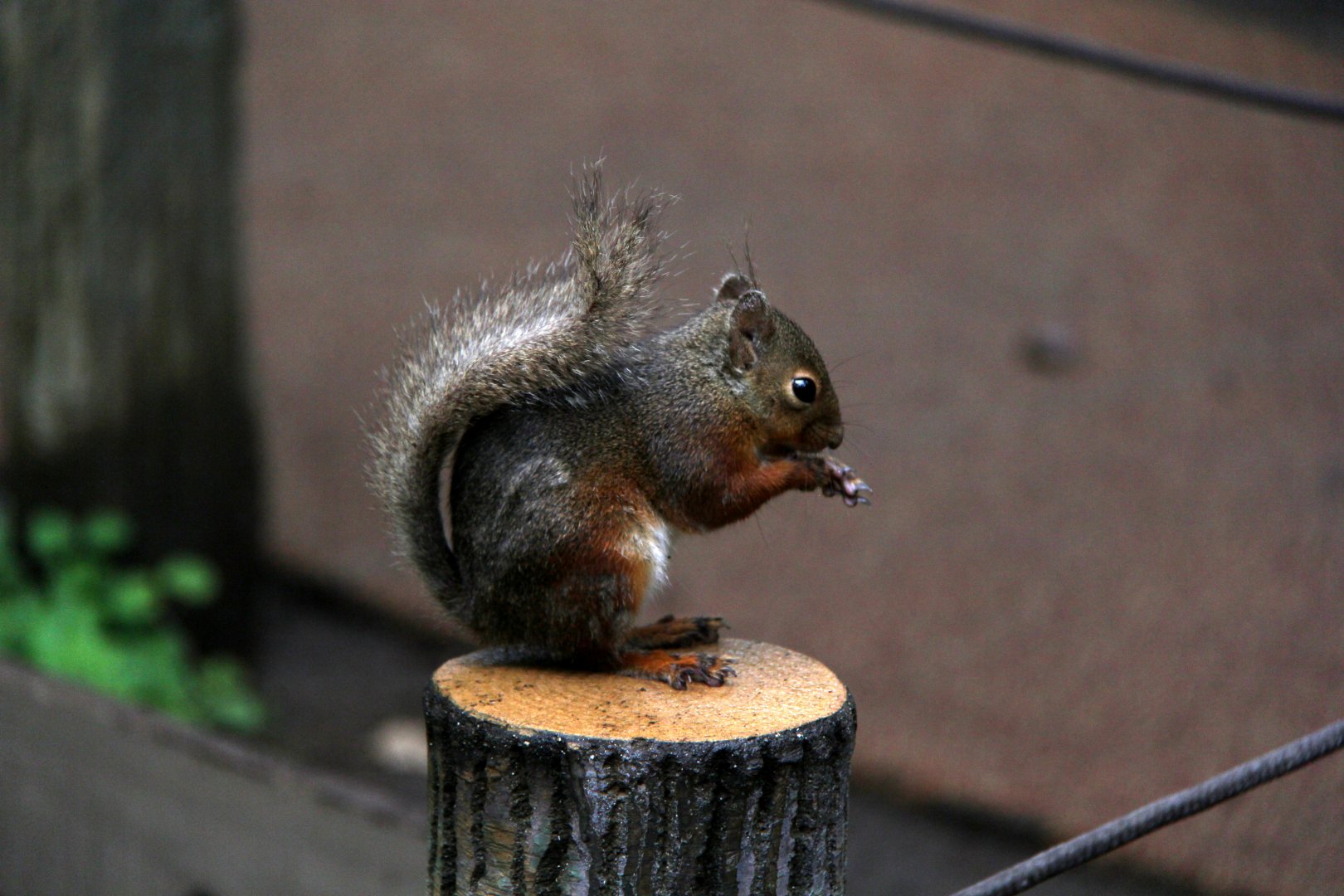 Japanese squirrel (Sciurus lis)