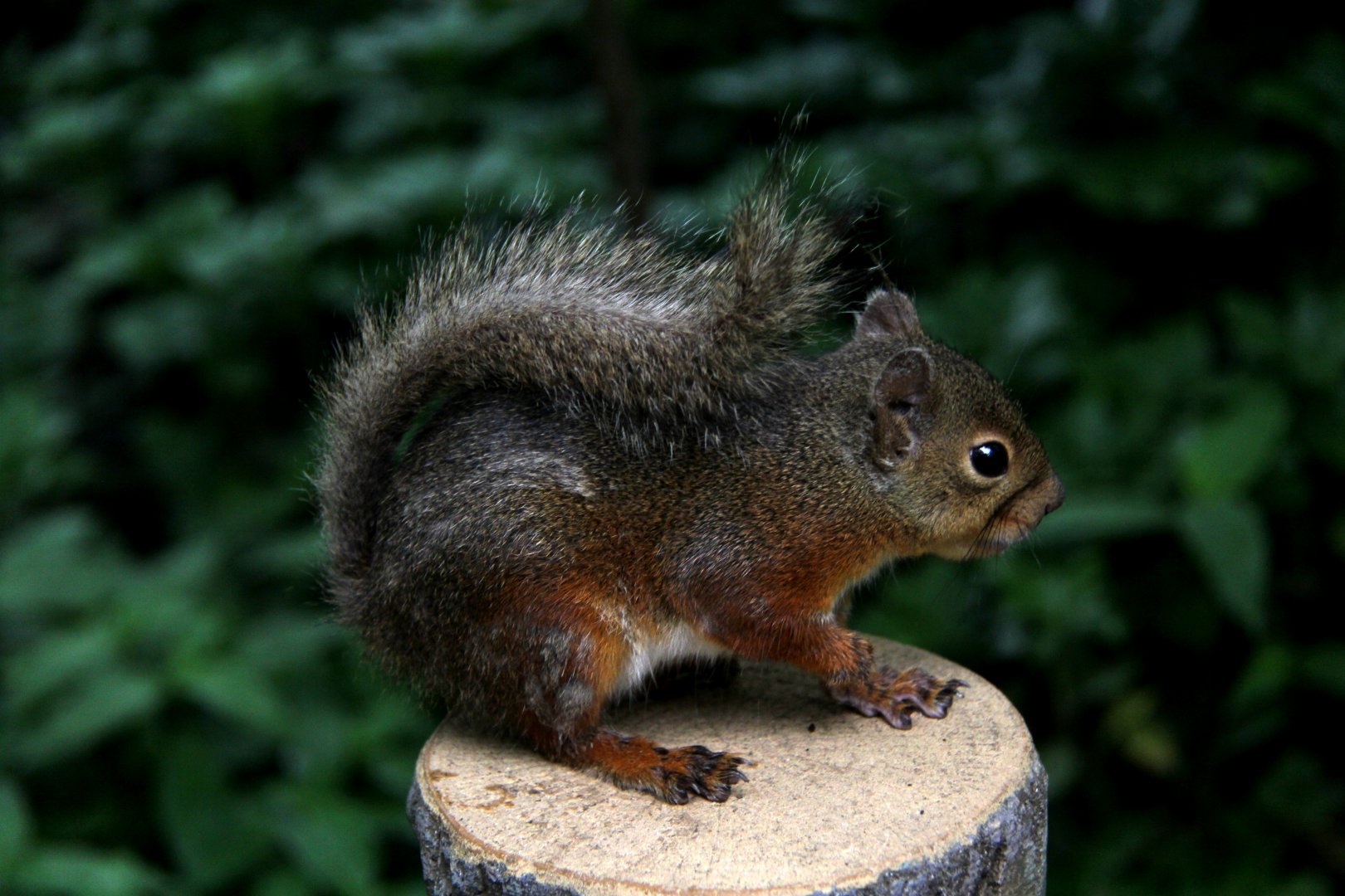 Japanese squirrel (Sciurus lis)