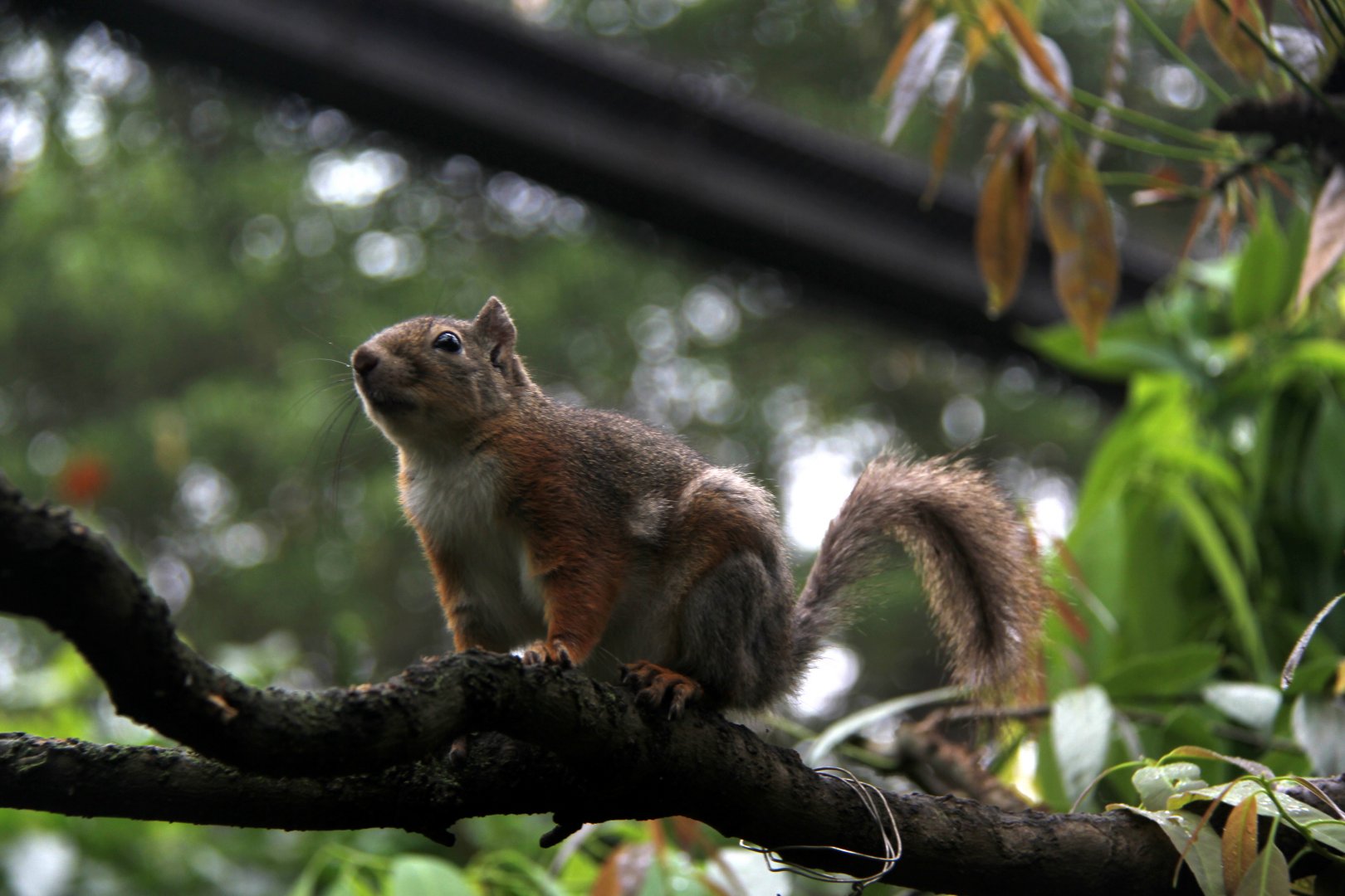Japanese squirrel (Sciurus lis)